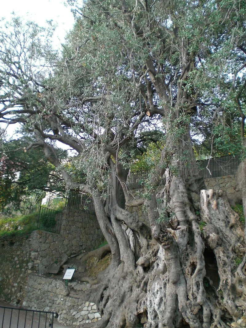 Olivier Millénaire de Roquebrune-Cap-Martin